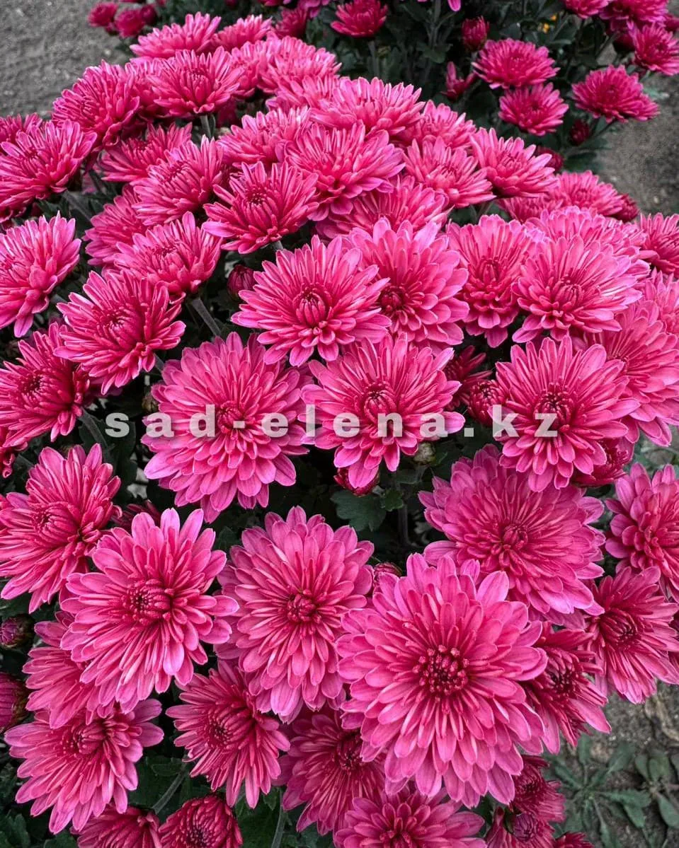 №085. Bransaund Cherry