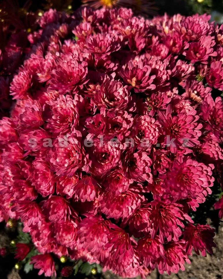 №088. Jacqueline Coral