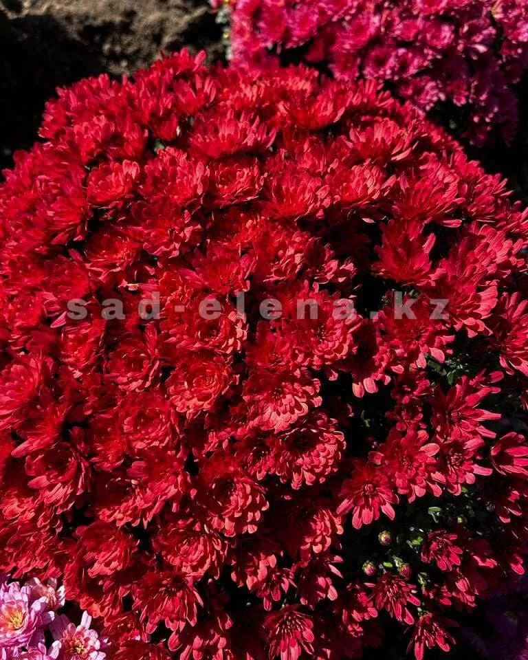 №089. Jacqueline Orange Red