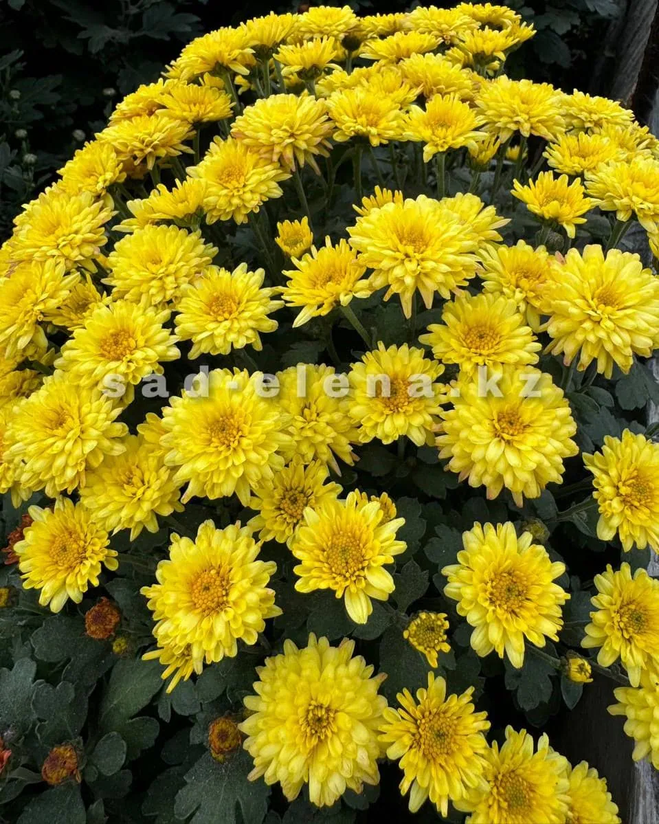 №095. Ursula Yellow