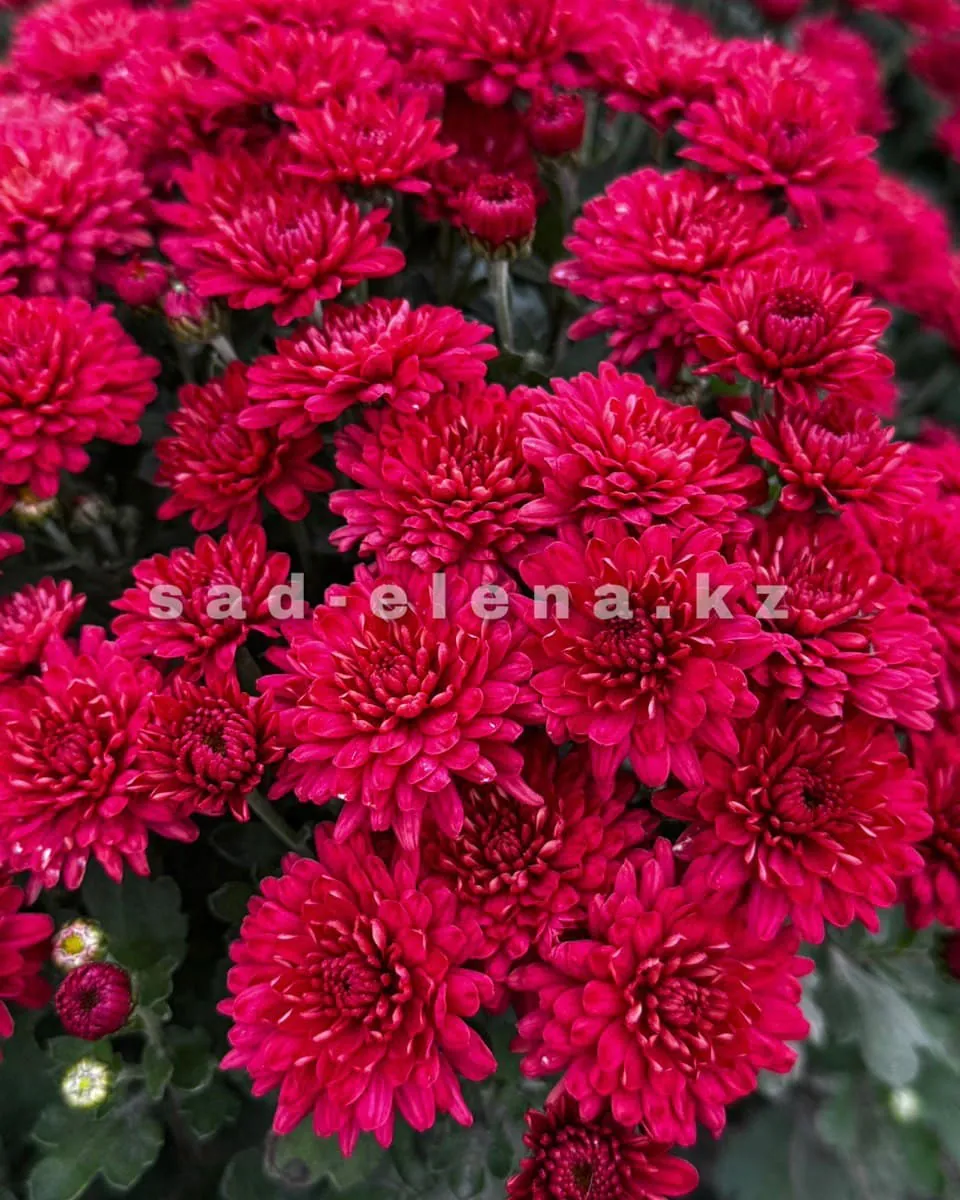 №096. Ursula Red