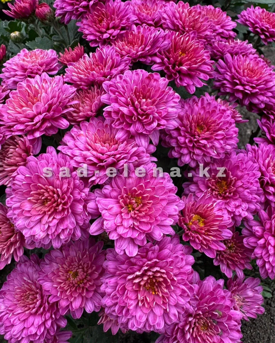 №098. Ursula Pink