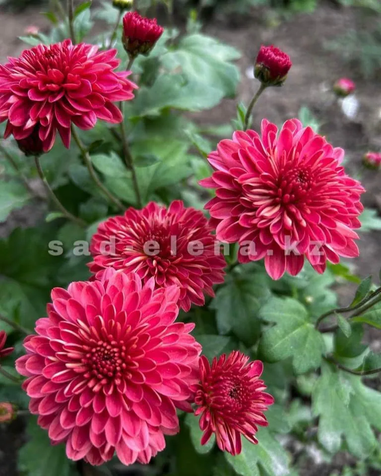 №0101. Коралловый помпон