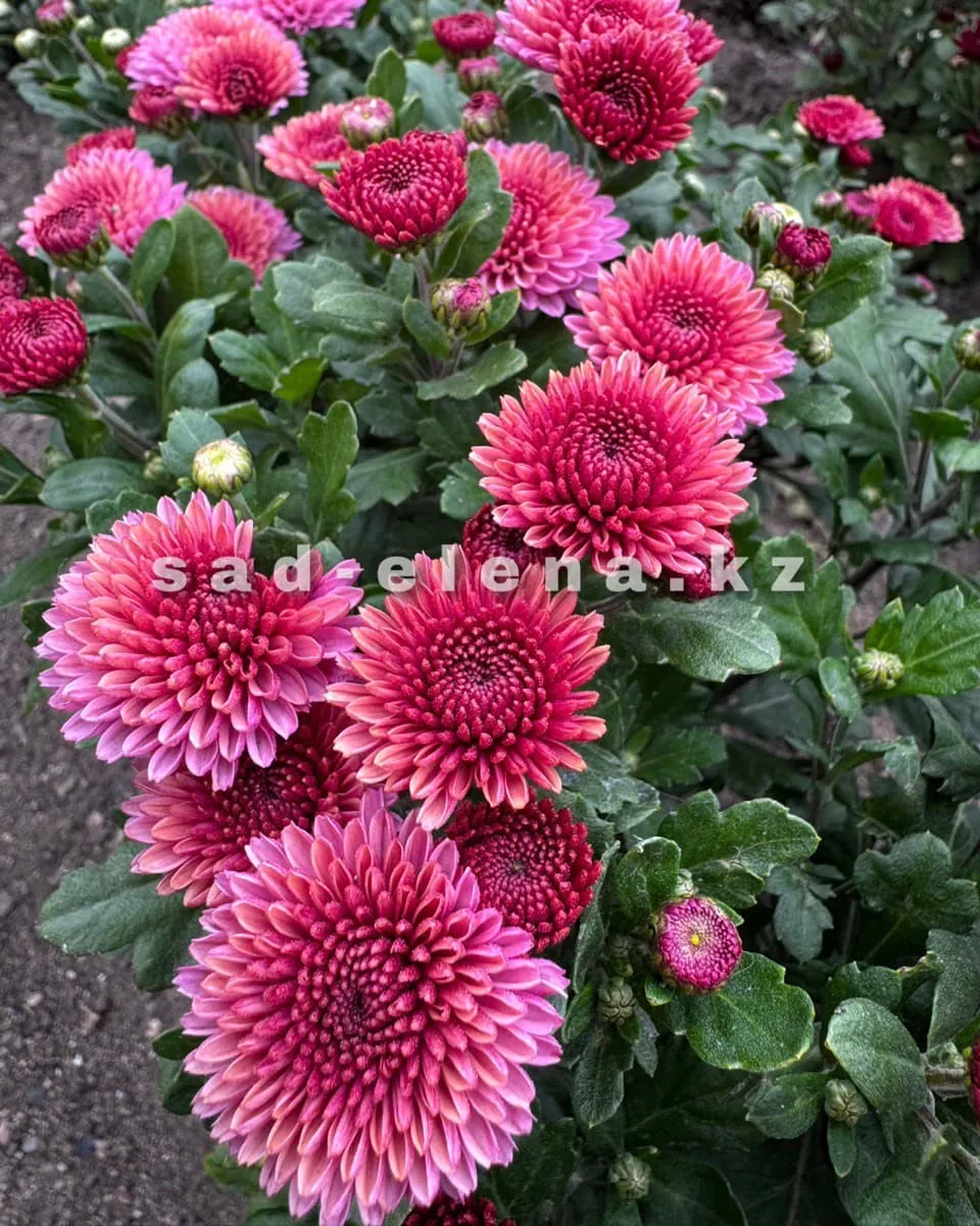 №0102. Kateli Pink (Lamia)