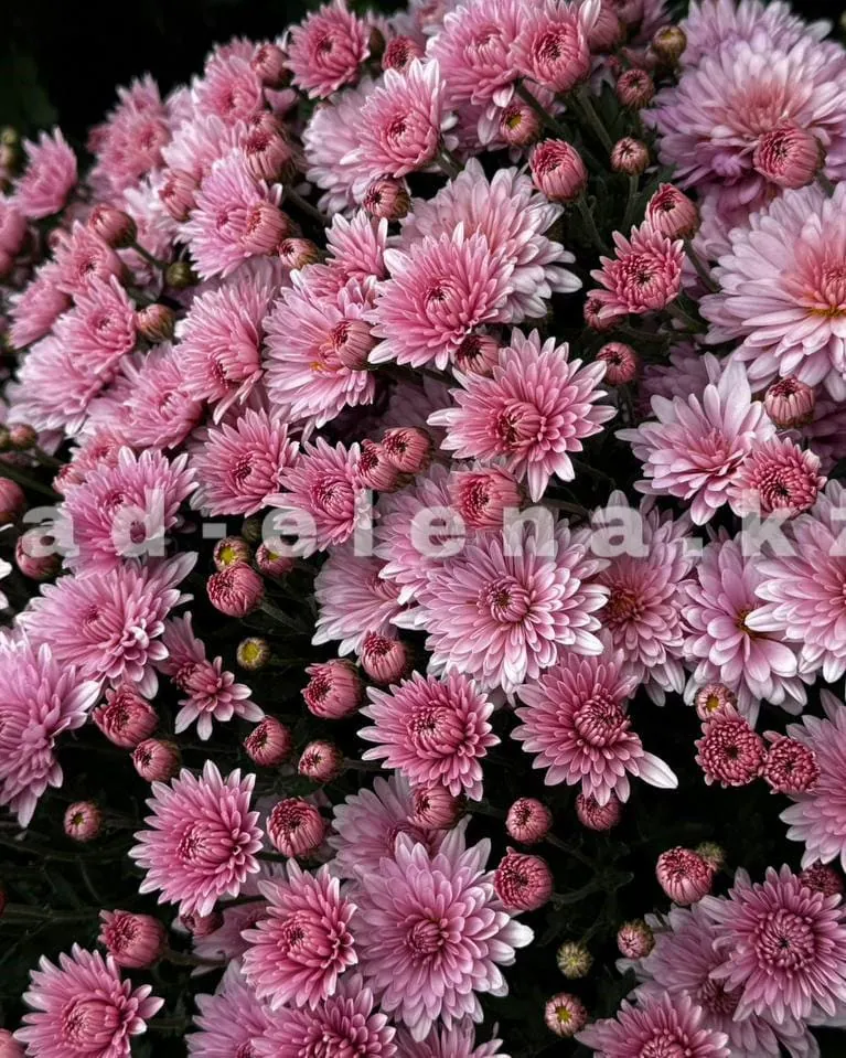№0103. Branpearl
