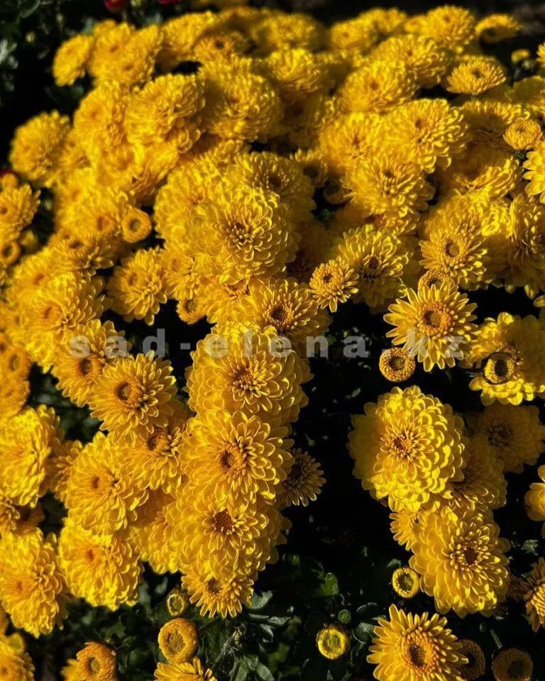 №0106. Gigi Yellow