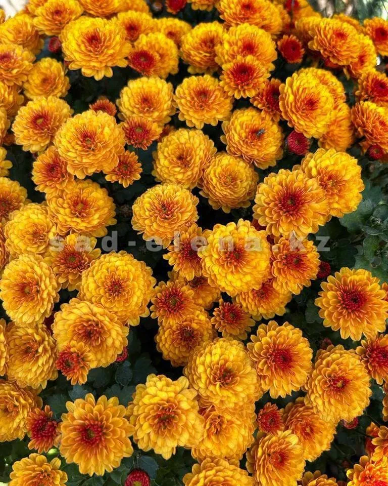 №0107. Gigi Golden Yellow