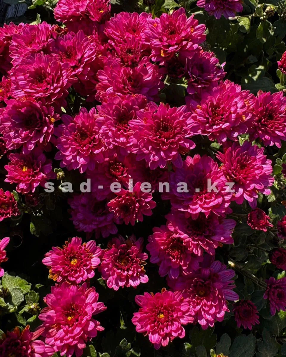 №0110. Gigi Dark Pink