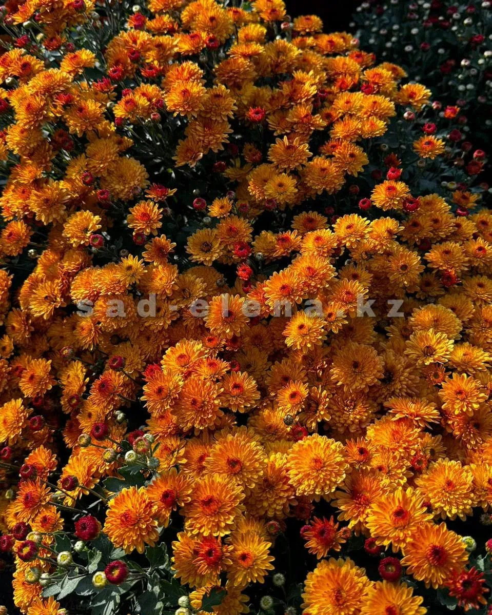 №0114. Branindio