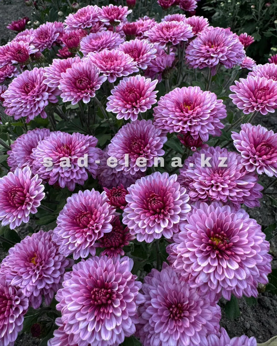 №0115. Dustin Pink
