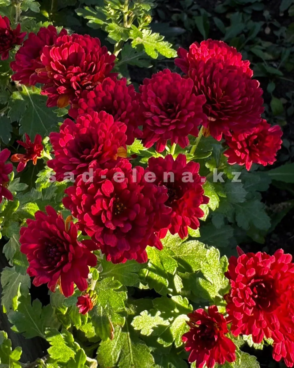 №0116. Daniela Red