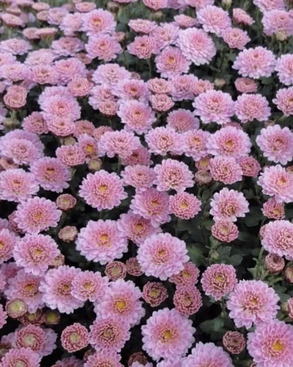 №0117. Button Pink