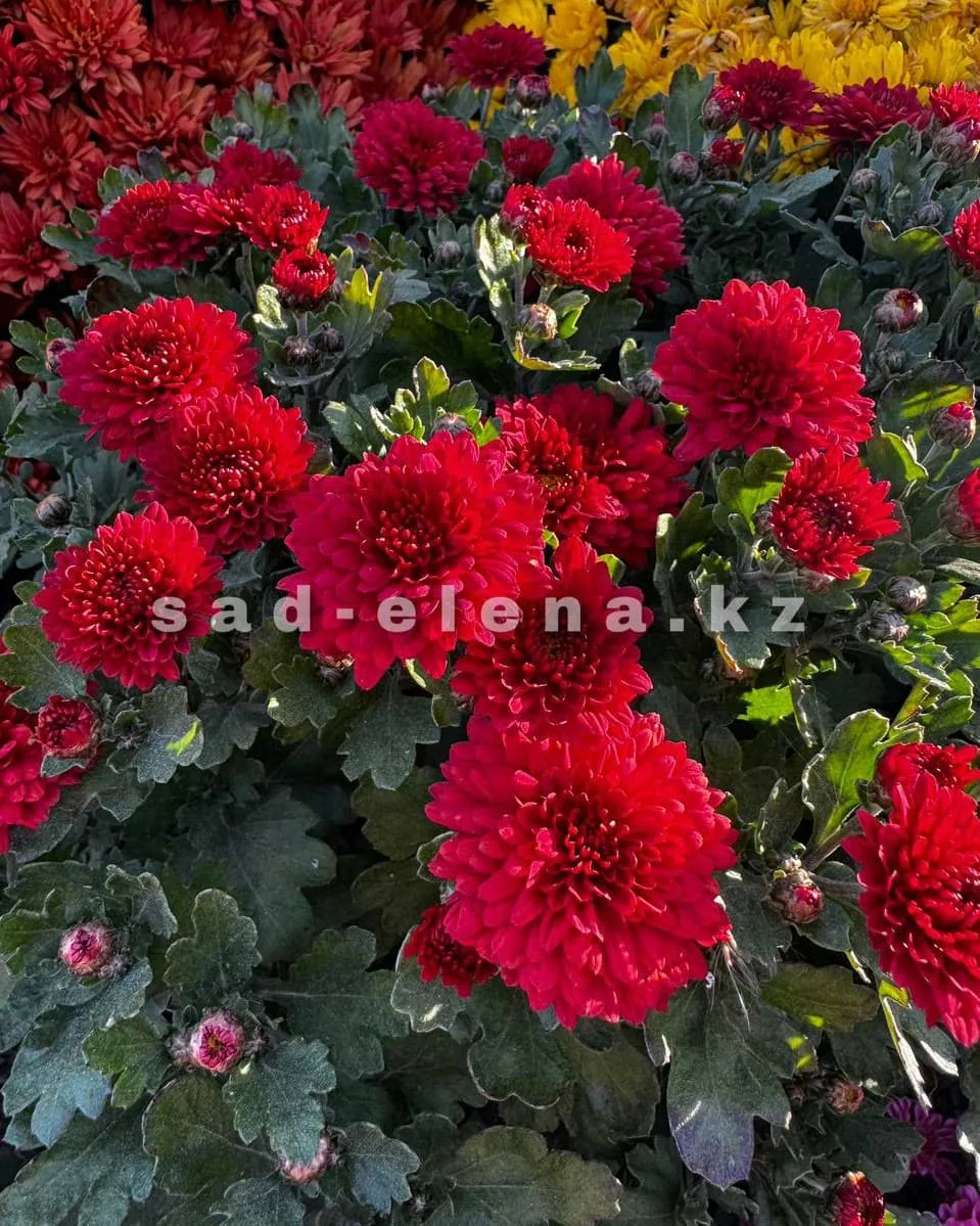 №0123. Precocita Rouge Velours