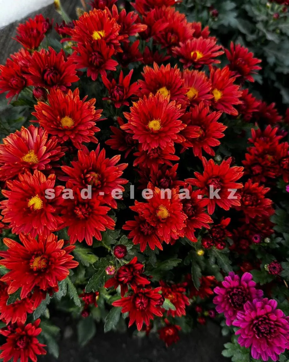 №0126. Branfortune Red