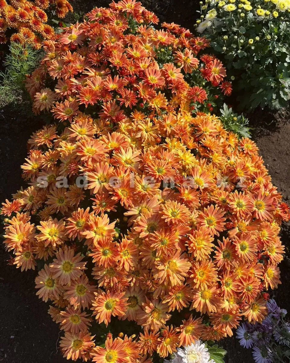 №0127. Amber Lady