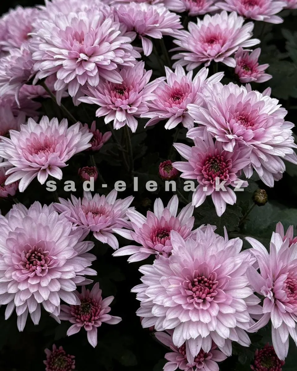 №0129. Branfountain Pink