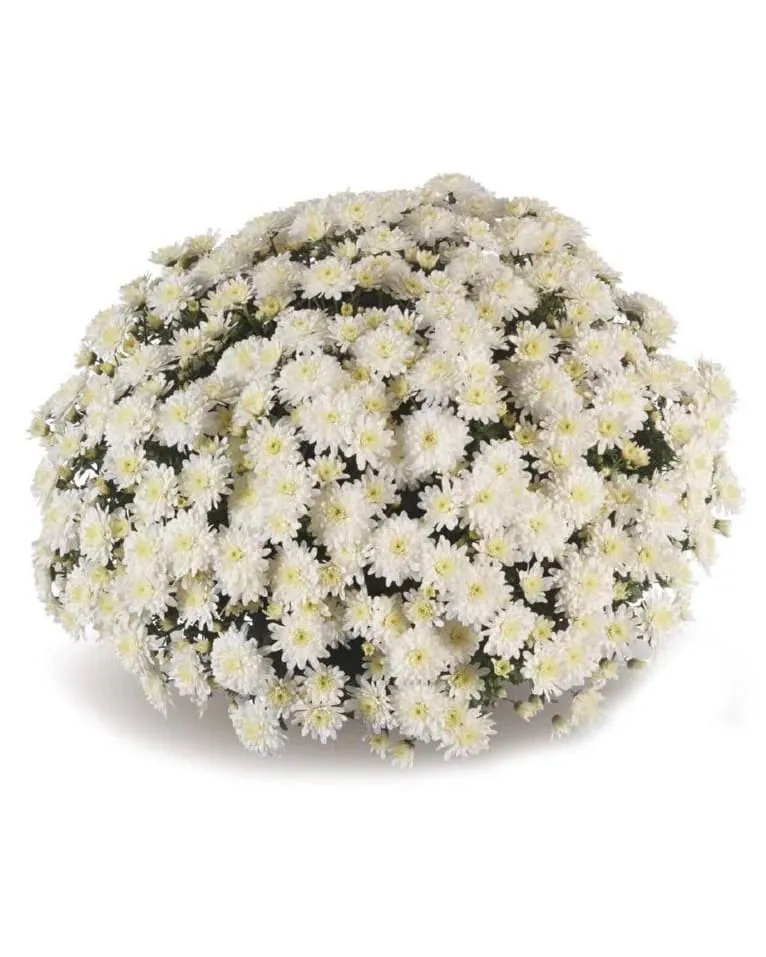 №0131. Branfountain White