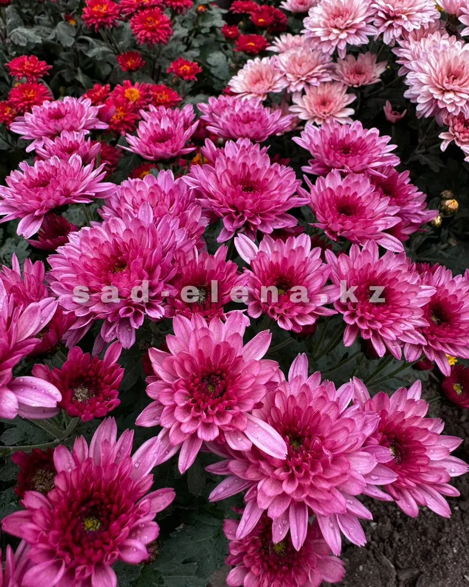 №0132. Branfountain Purple