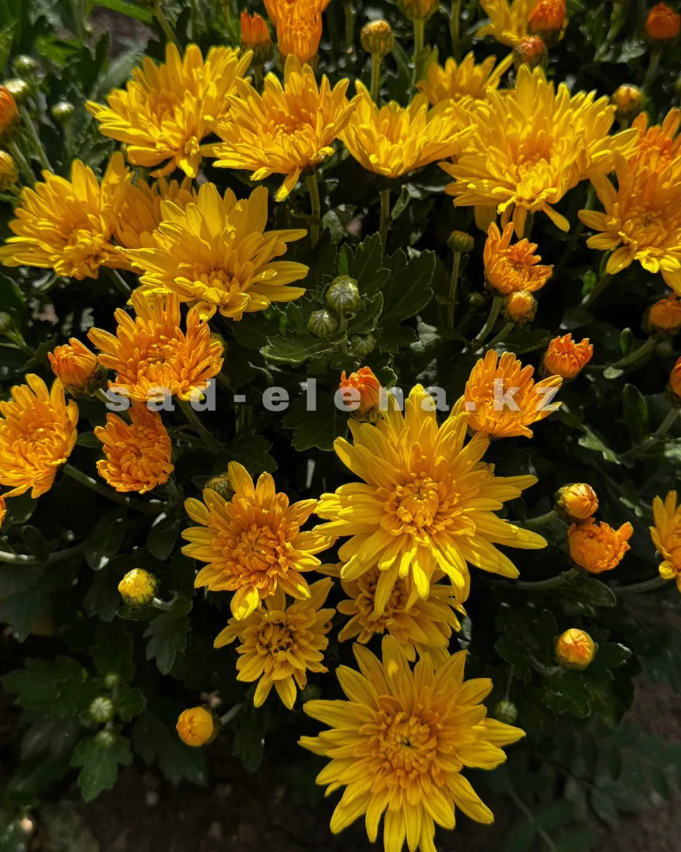 №0135. Goal Yellow