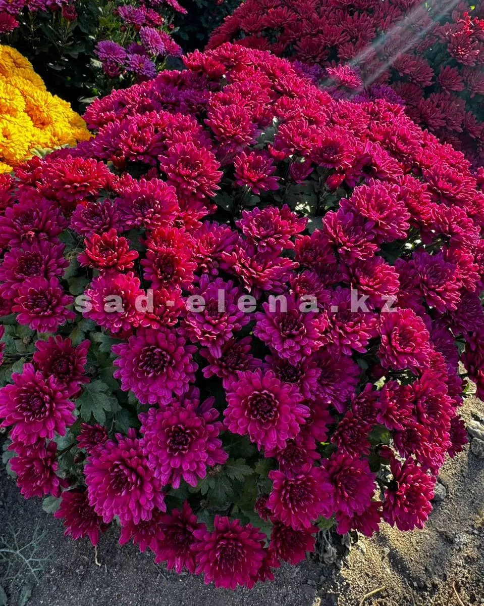 №0136. Meridian Cherry Purple