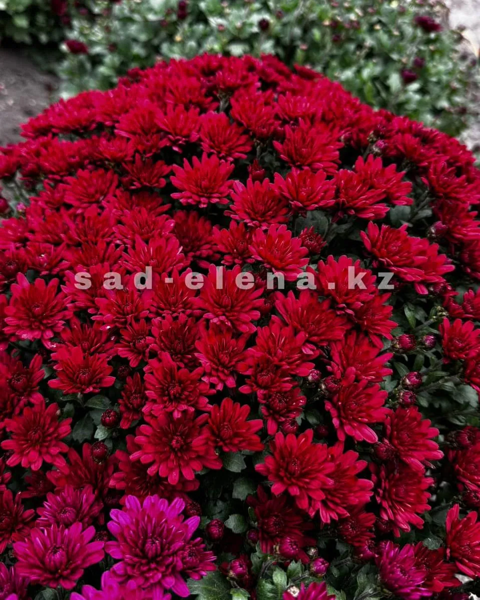 №0137. Meridian Cherry