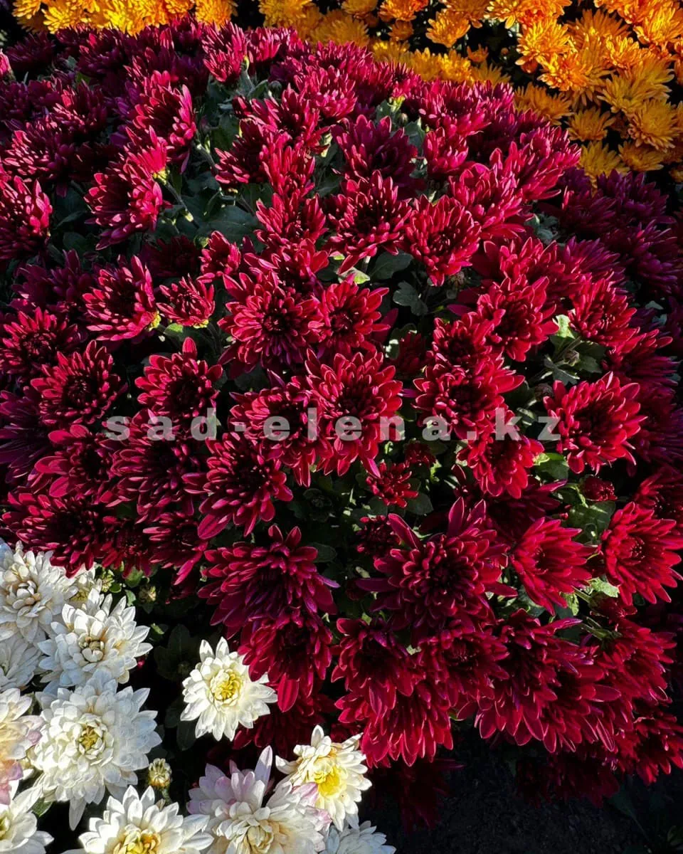 №0138. Meridian Deep Red