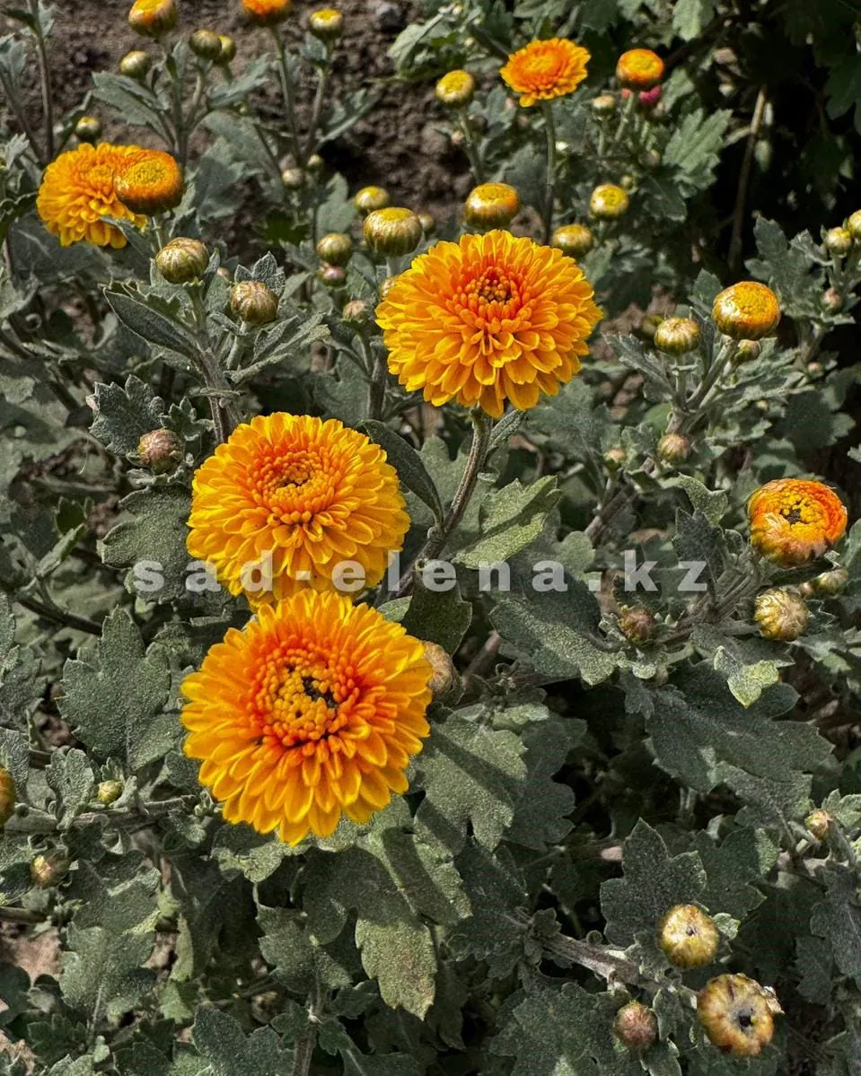 №0141. Brannobless Yellow
