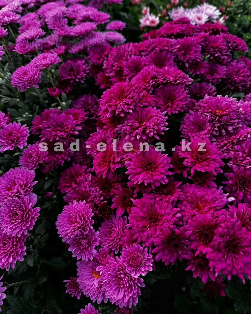 №0143. Pobo Purple