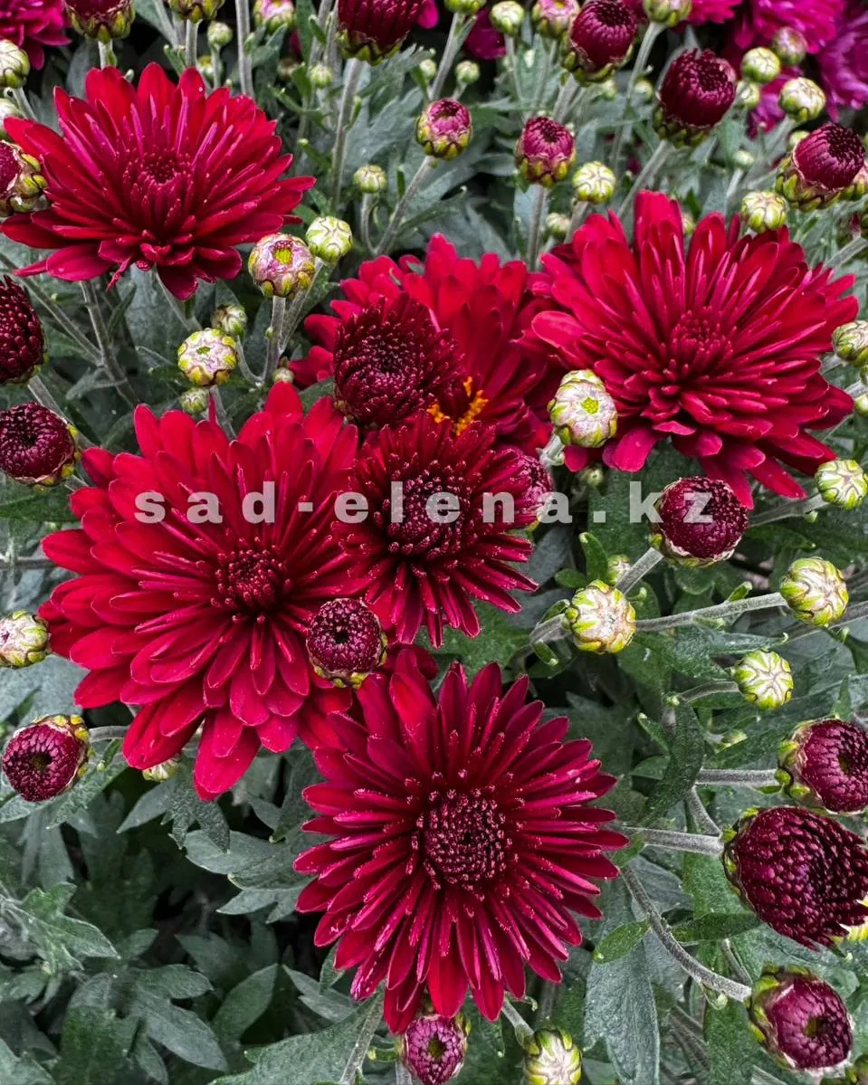 №0144. Pobo Red