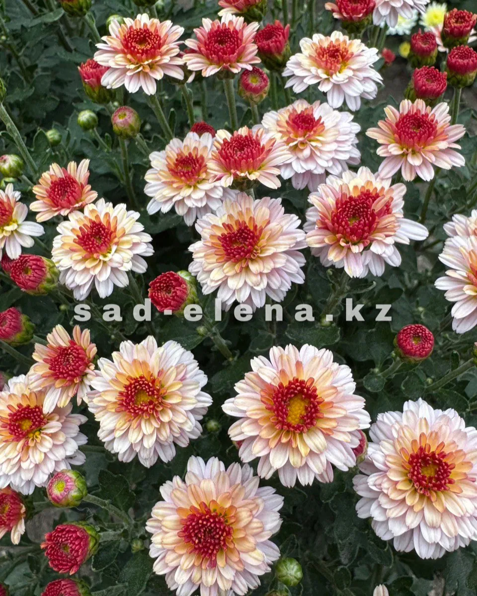 №0145. Branqueen Pink