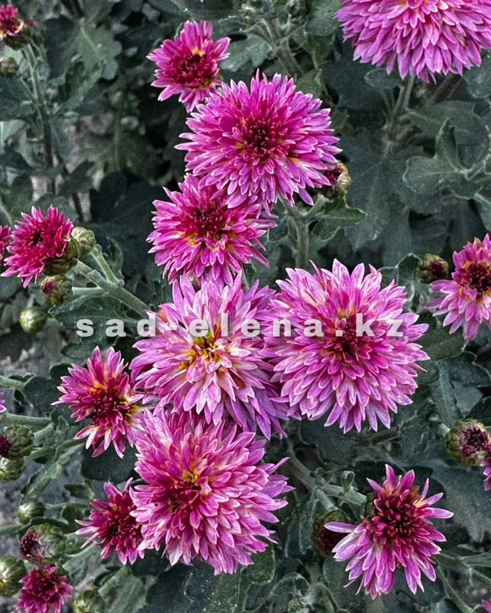 №0146. Branqueen Purple