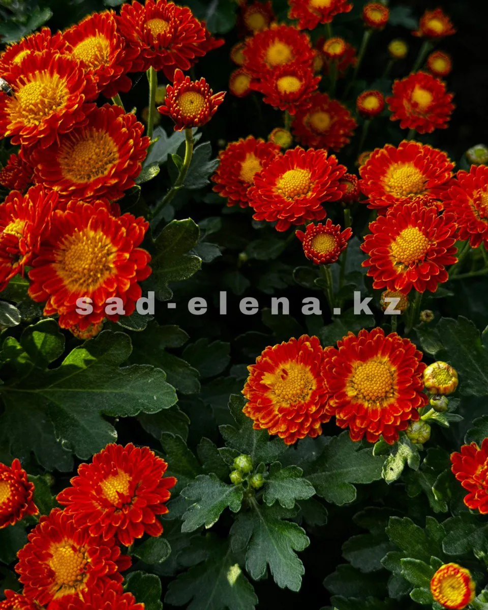 №0148. Dora Orange