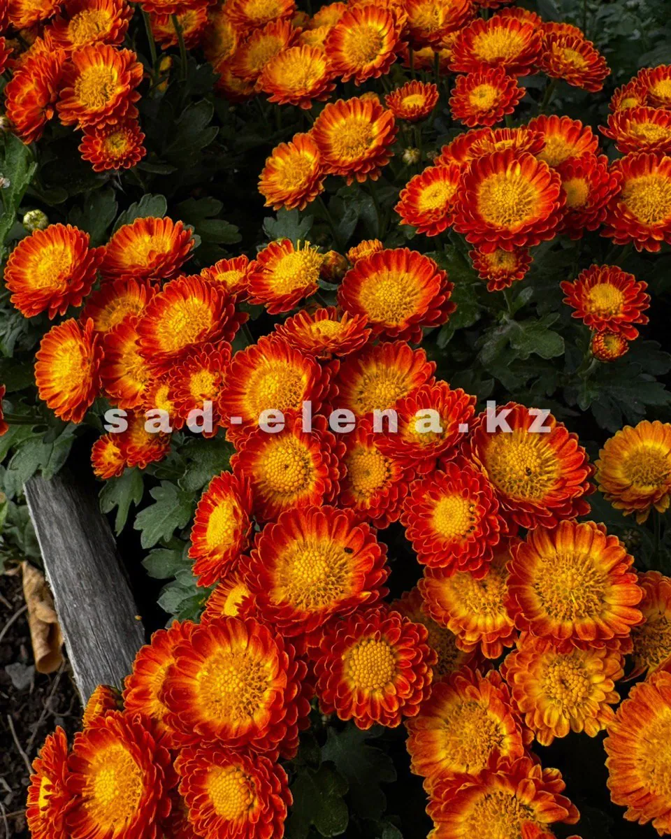 №0148. Dora Orange