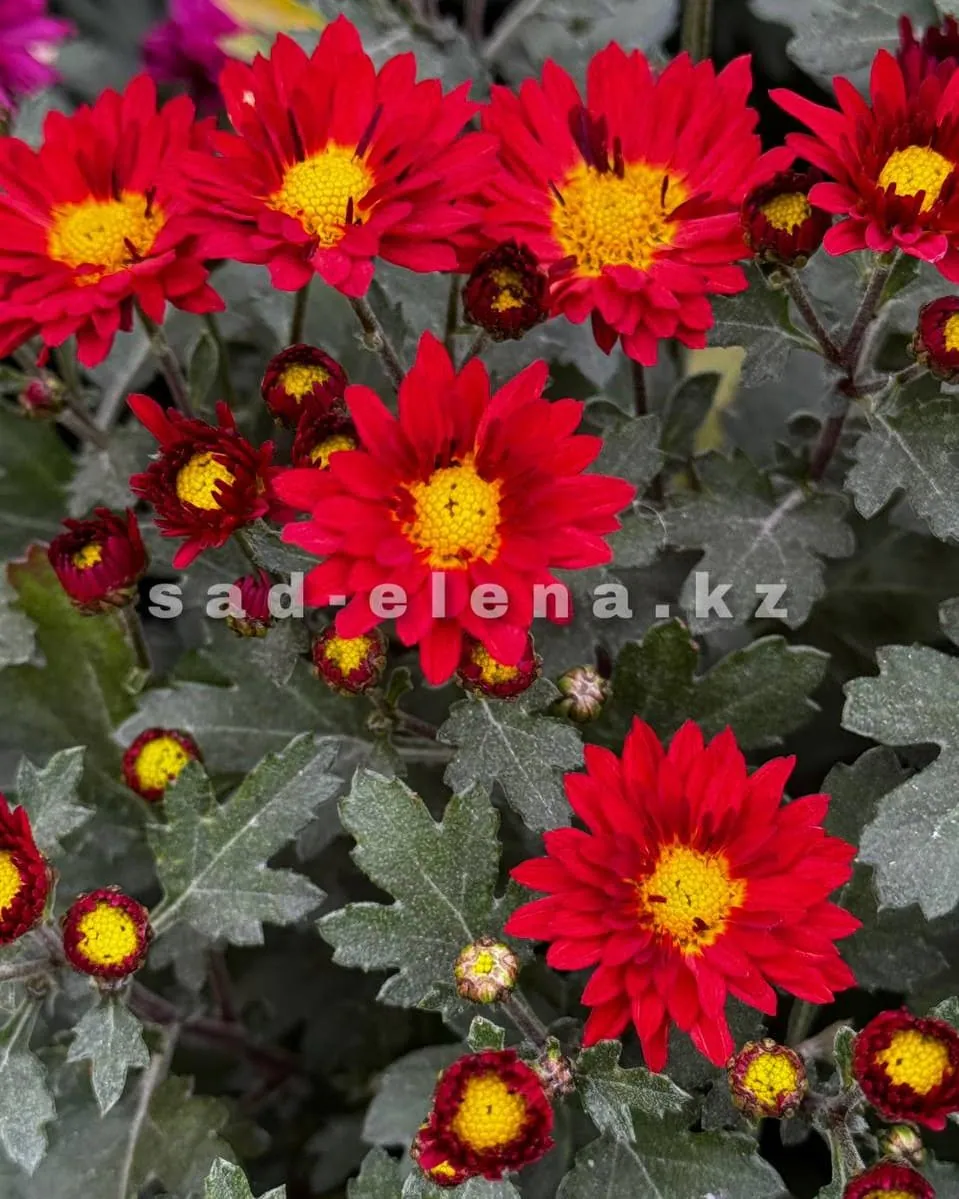 №0149. Dora Red