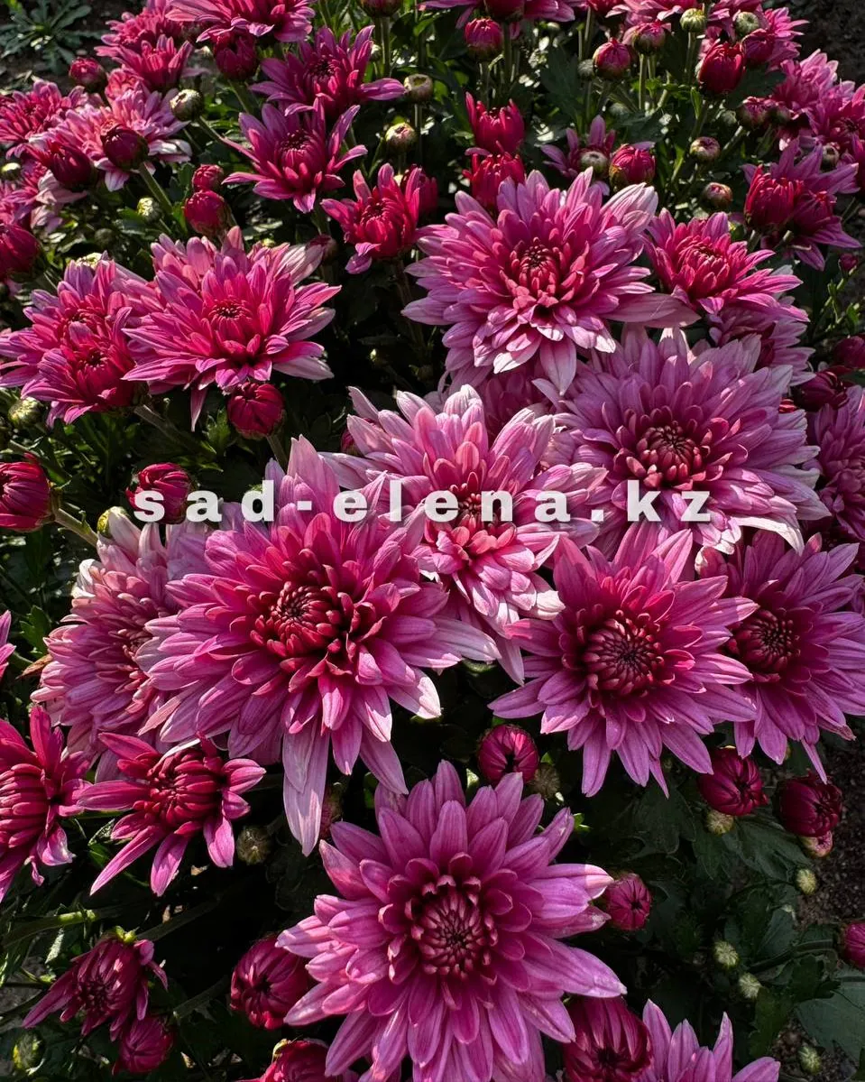 №0151. Homerun Pink