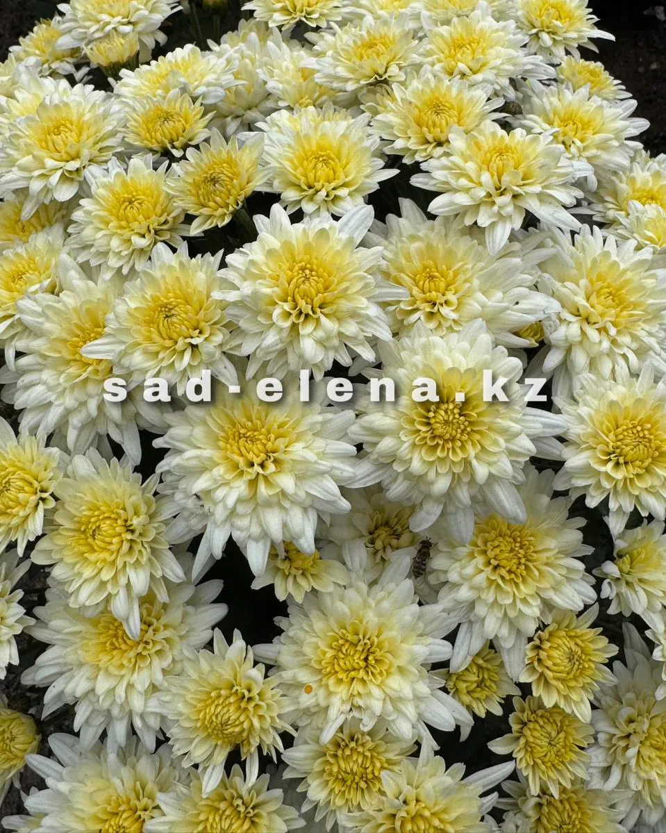 №0152. Homerun White