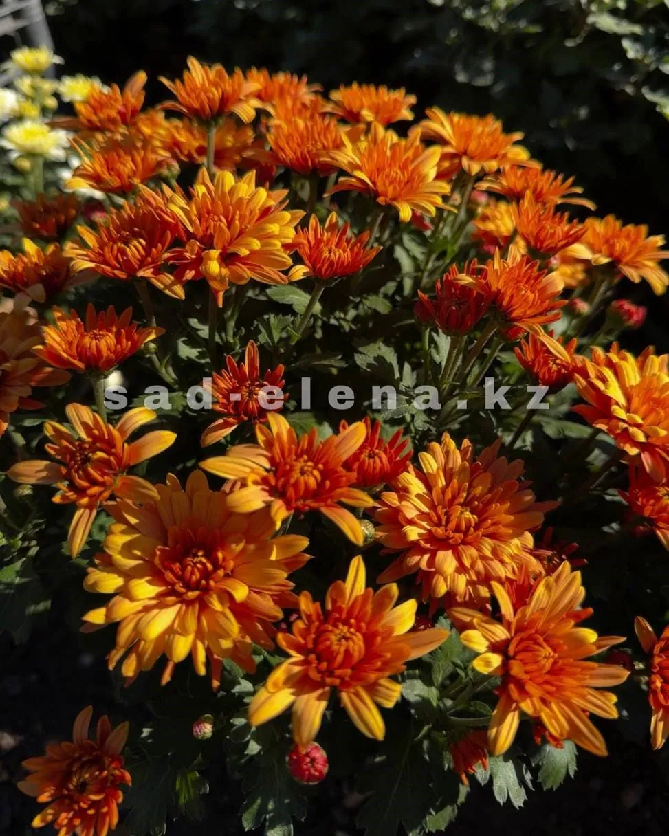 №0153. Homerun Orange