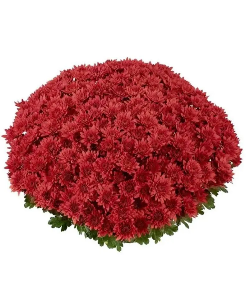 №0154. Humerun Scarlet