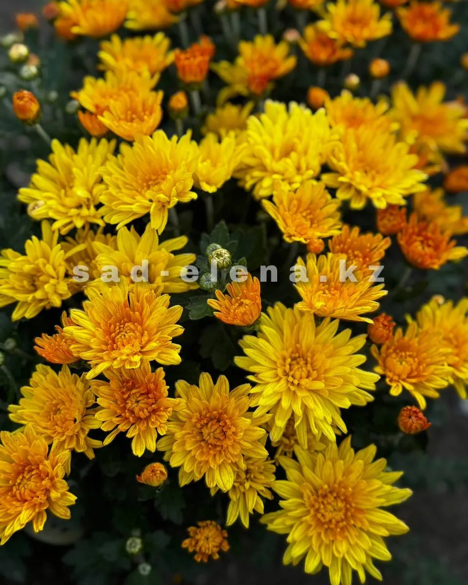 №0155. Homerun Yellow
