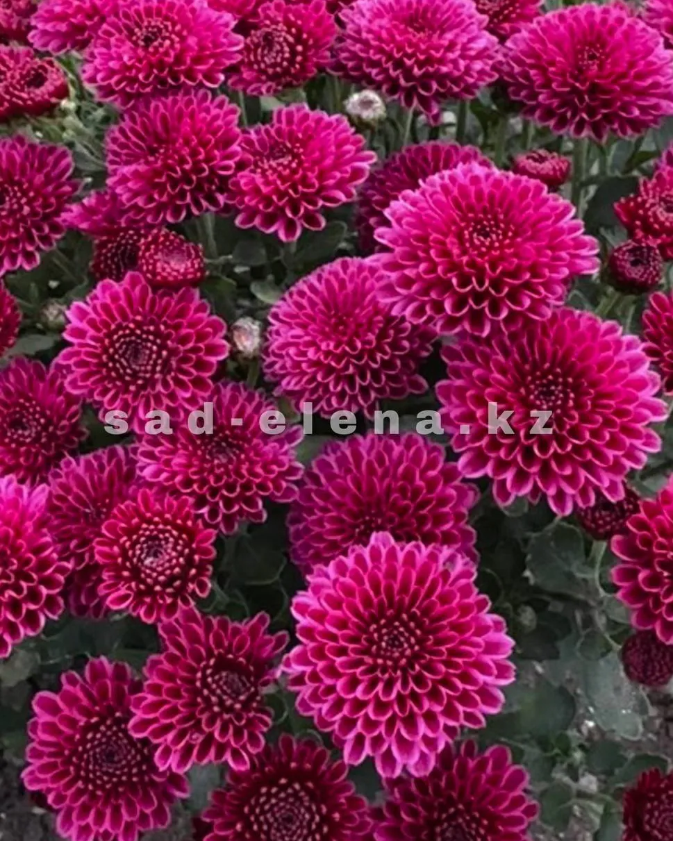 №0161. Pompon Purple