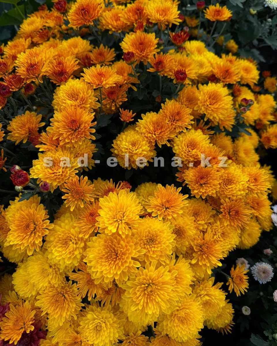 №0162. Elisa