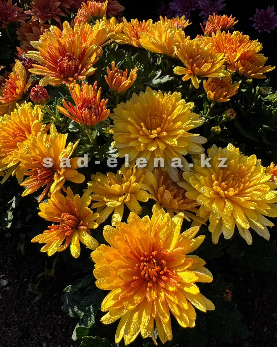 №0163. Fonti Yellow