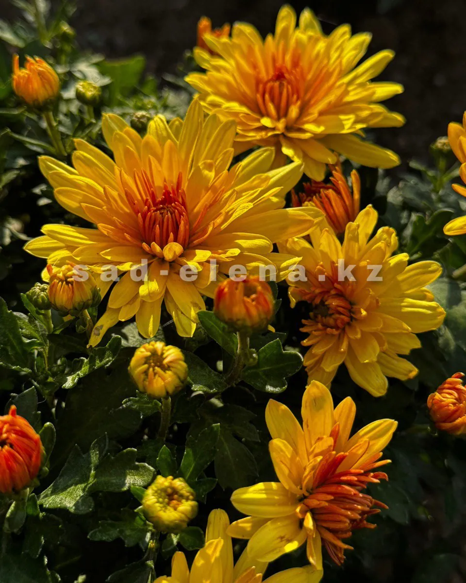 №0163. Fonti Yellow