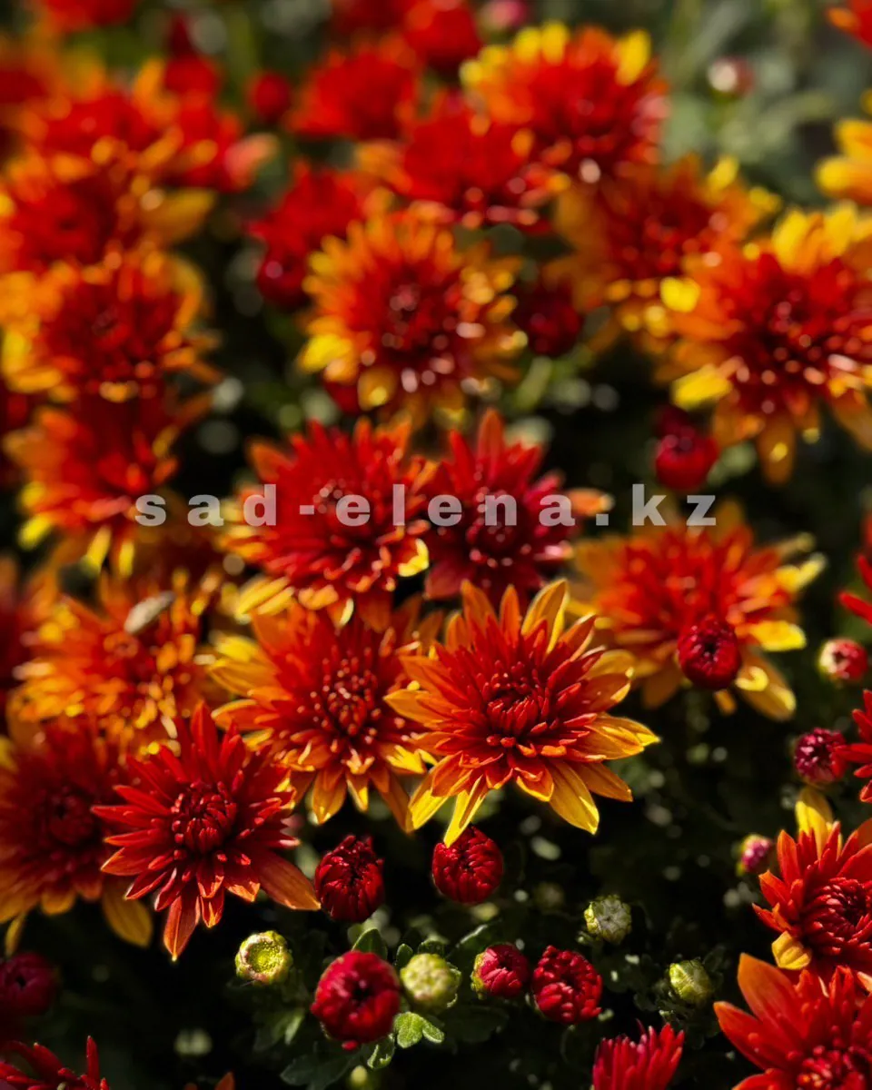 №0164. Fonti Orange