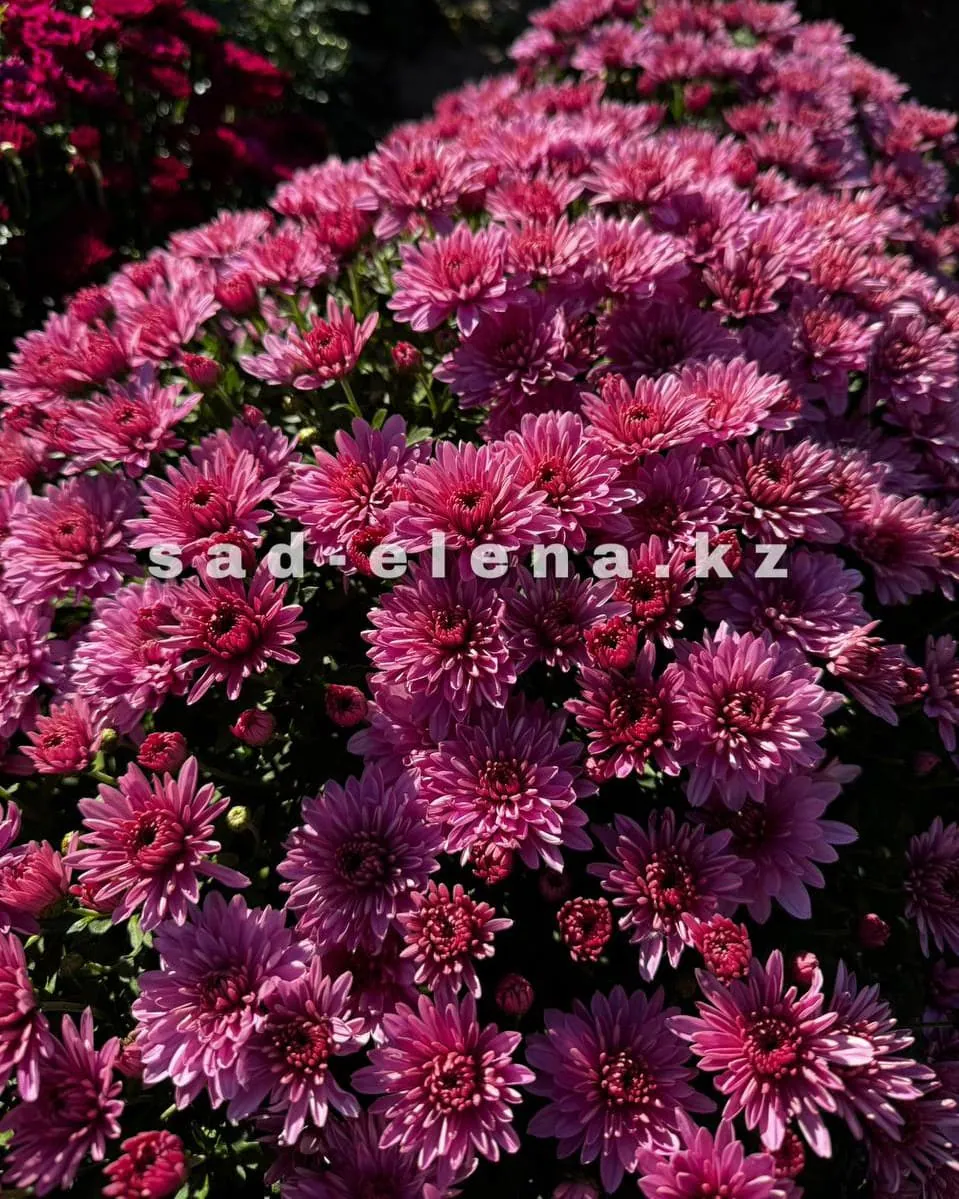 №0165. Fonti Pink