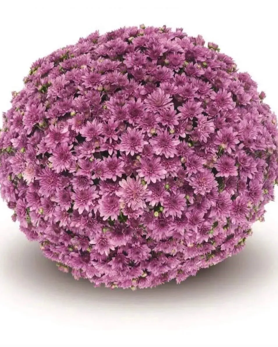 №0166. Fonti Dark Pink