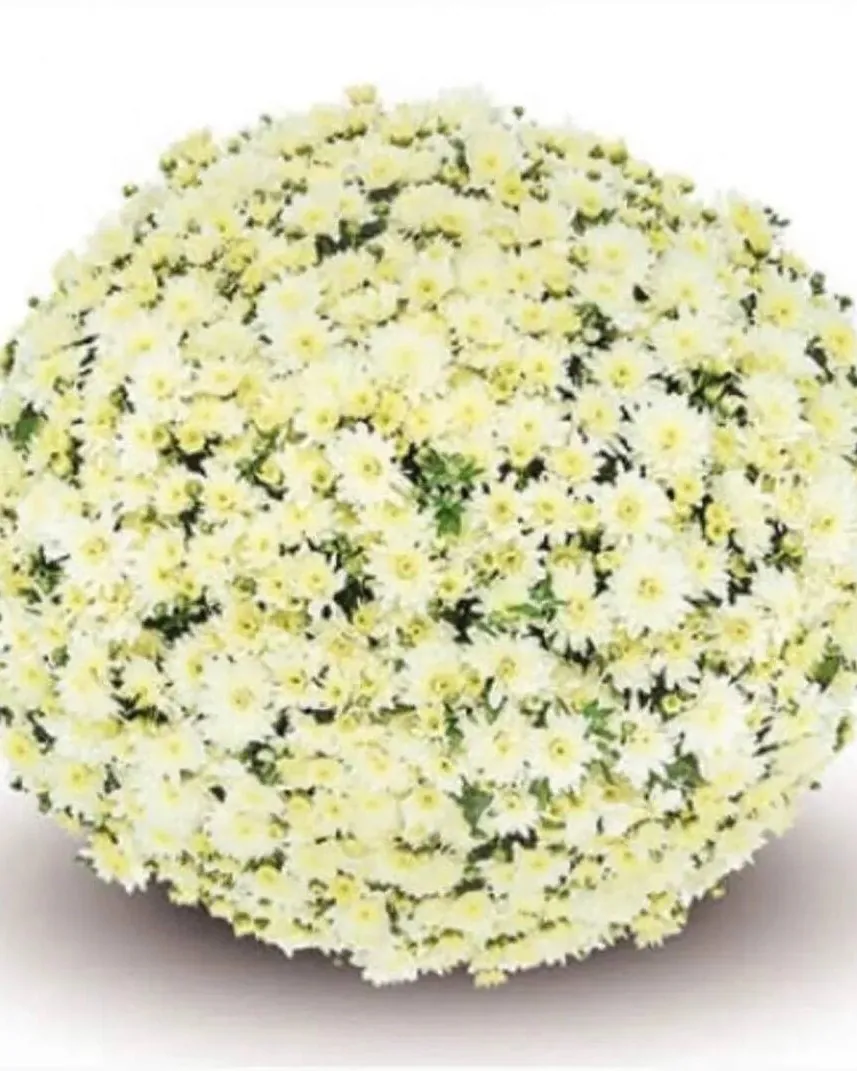 №0167. Fonti White