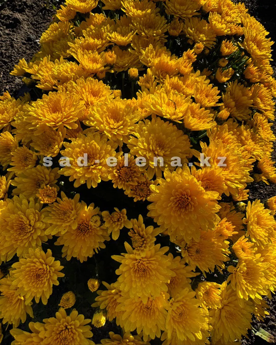 №0169. Florida Yellow