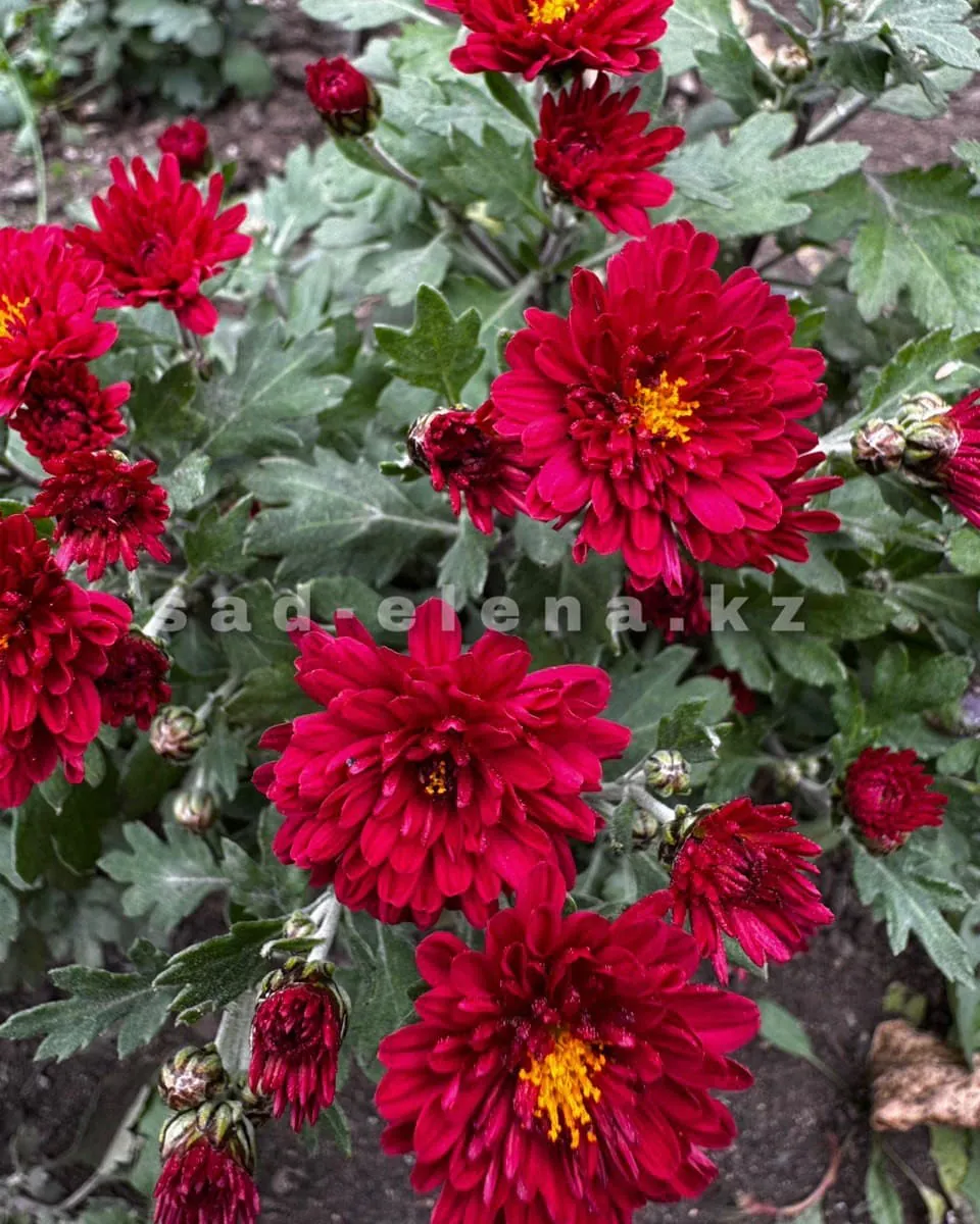 №0177. Morgan Red