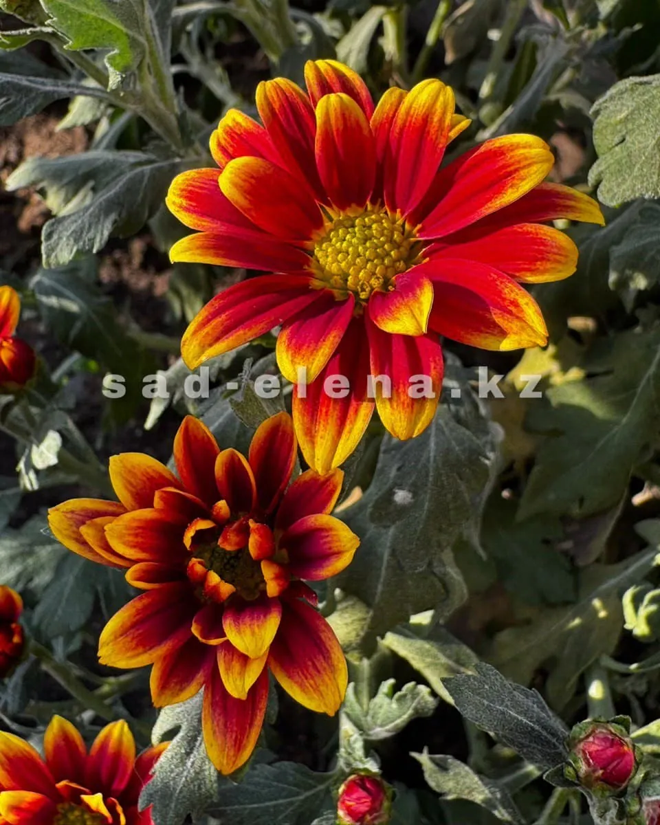 №0182. Giotat Red Gold
